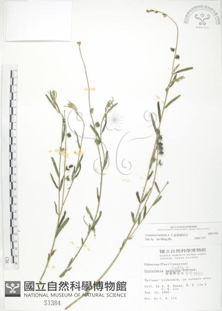 線葉野百合藏品圖，第1張