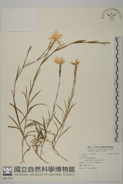 登錄號:S091384藏品圖，第1張