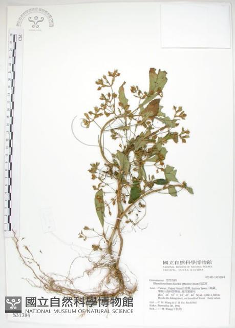 同蕊草、異色線柱苣苔藏品圖，第1張