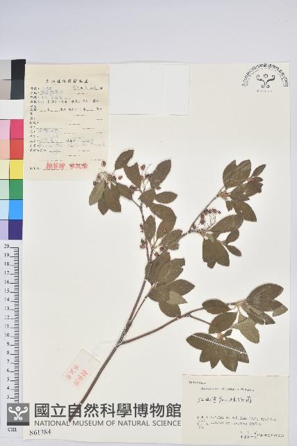 燈籠花藏品圖，第1張