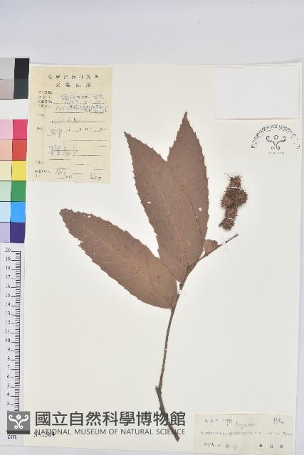 登錄號:S041384藏品圖，第1張