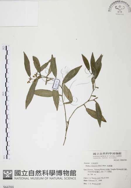柚葉藤藏品圖，第1張