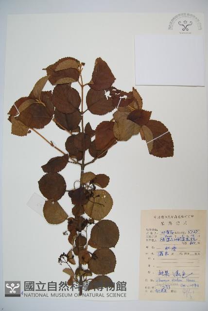 南方莢迷藏品圖，第1張