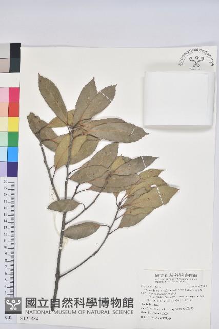 捲斗櫟藏品圖，第1張