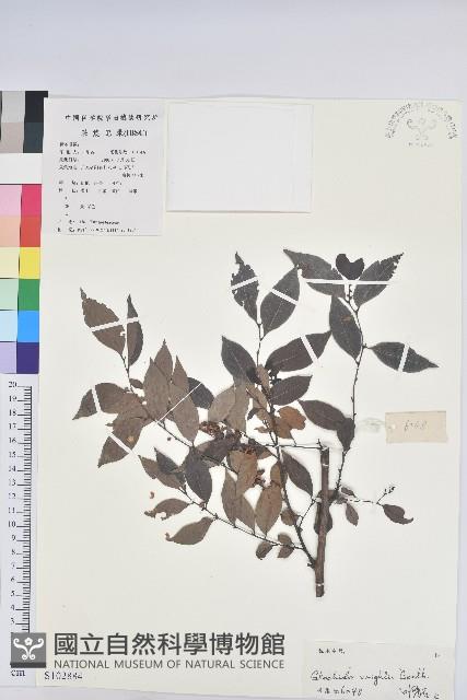 白背算盤子藏品圖，第1張