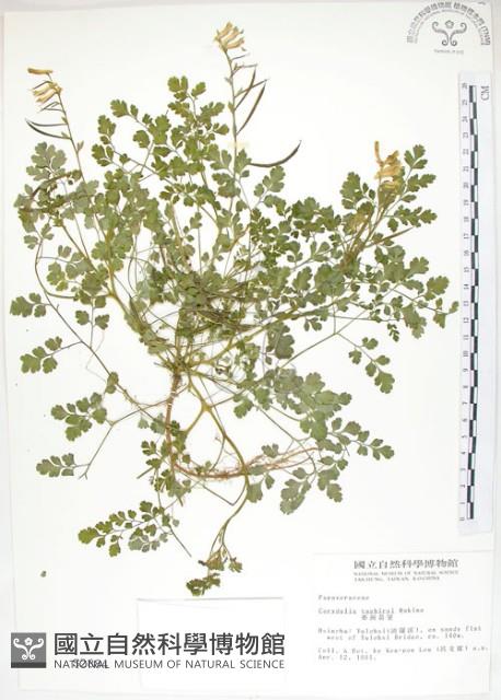 臺灣黃菫藏品圖，第1張