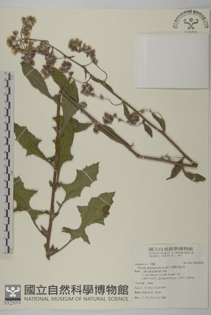 裂葉艾納香藏品圖，第1張