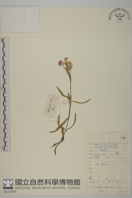 石竹、洛陽花、剪絨花藏品圖，第1張