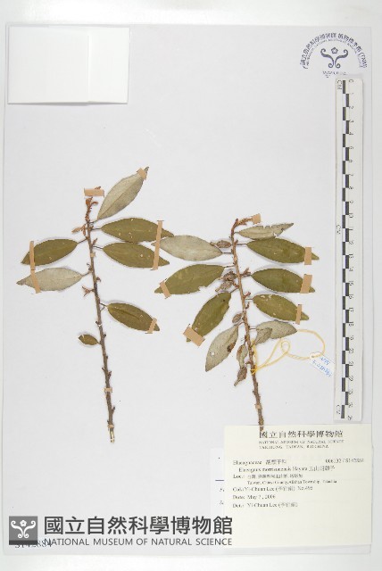 玉山胡頹子藏品圖，第1張