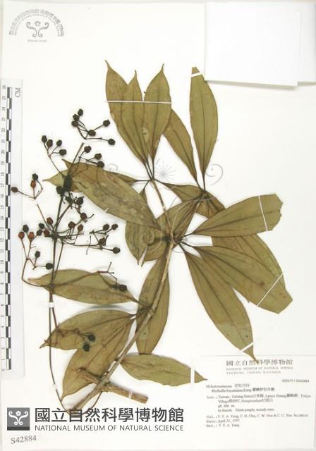 蘭嶼野牡丹藤藏品圖，第1張