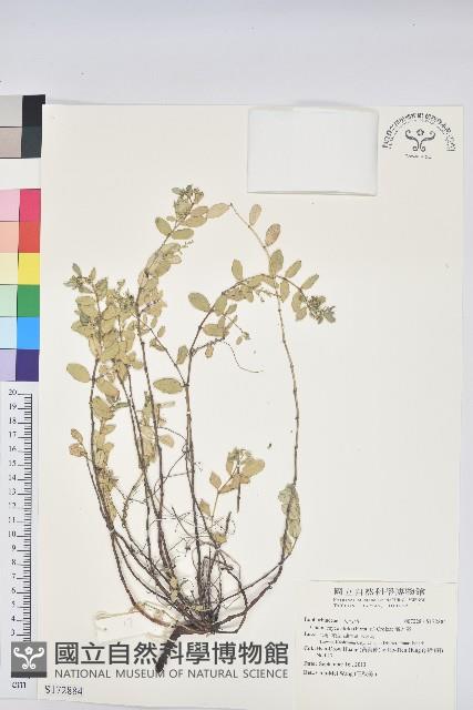 濱大戟藏品圖，第1張