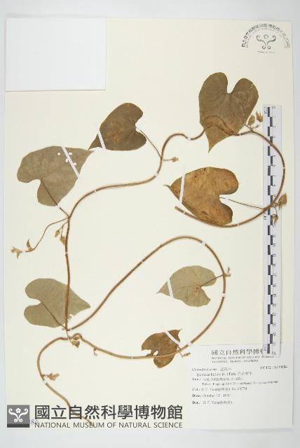 白花牽牛藏品圖，第1張