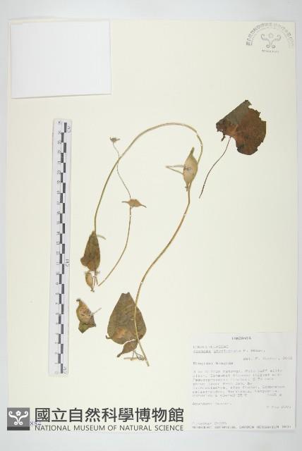 登錄號:S100884藏品圖，第1張