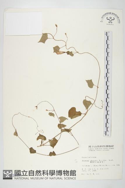 野牽牛藏品圖，第1張