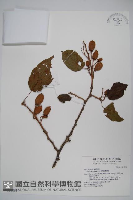 硬齒獼猴桃藏品圖，第1張