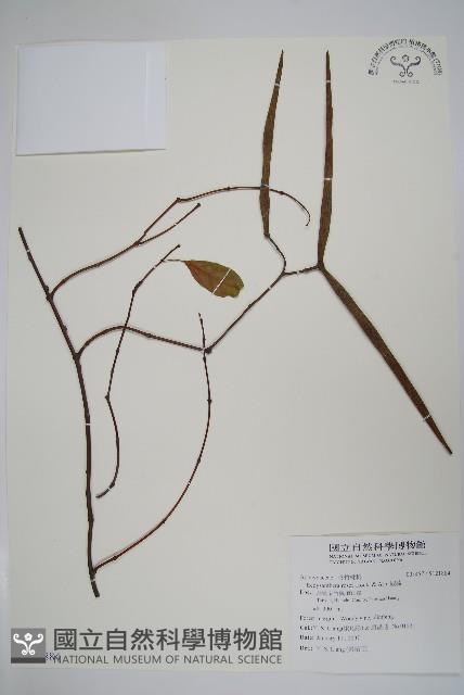 酸藤藏品圖，第1張