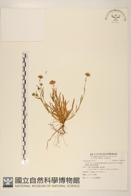 福山氏飛蓬藏品圖，第1張