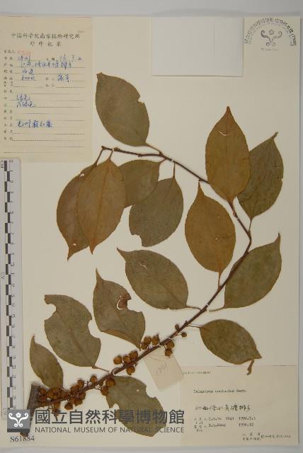 過山楓藏品圖，第1張