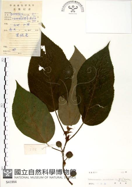 構樹藏品圖，第1張