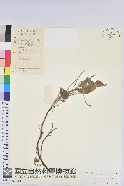 毛葉鐵莧菜藏品圖，第1張