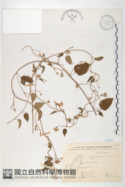 娥房藤藏品圖，第1張