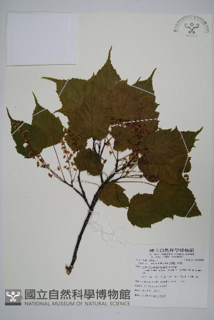 臺灣紅榨槭藏品圖，第1張