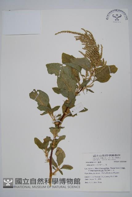 刺莧藏品圖，第1張