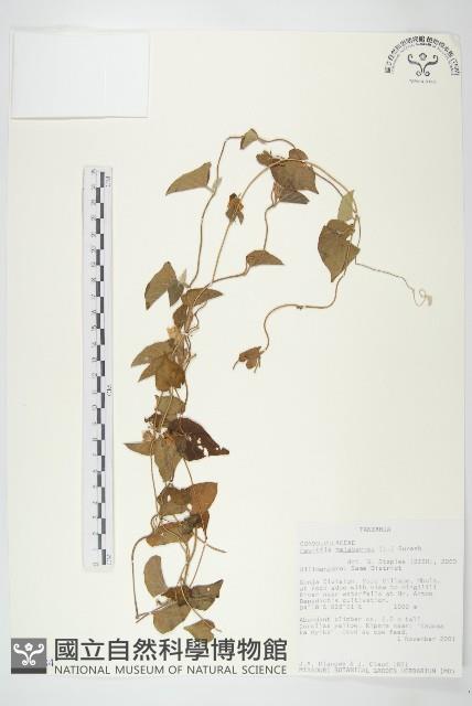 吊鐘藤藏品圖，第1張