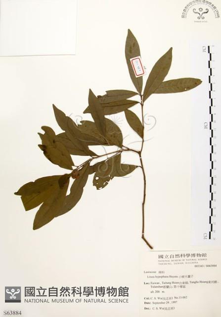 黃肉樹, 小梗木薑子藏品圖，第1張