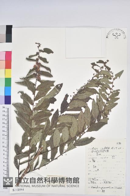 紅毛饅頭果藏品圖，第1張