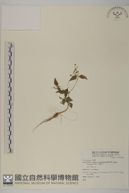 登錄號:S073884藏品圖，第1張