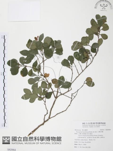 小葉赤楠藏品圖，第1張