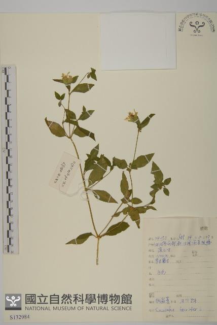 狗筋蔓藏品圖，第1張