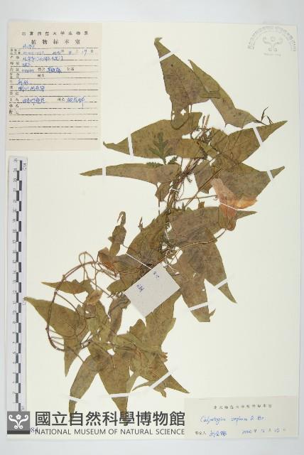 篱打碗花藏品圖，第1張