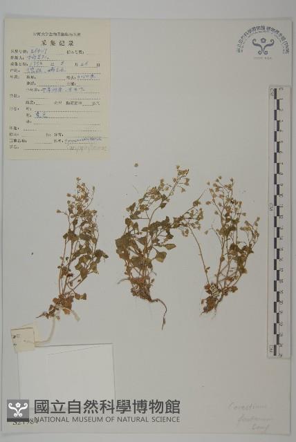 喜泉卷耳藏品圖，第1張