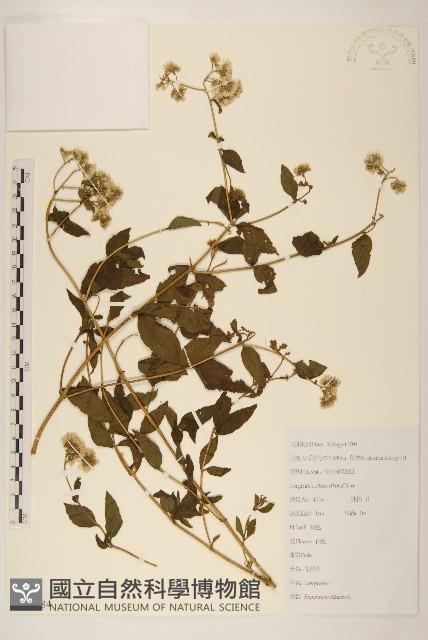 華澤蘭藏品圖，第1張