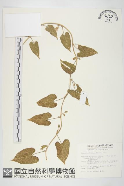 金網中牽牛藏品圖，第1張