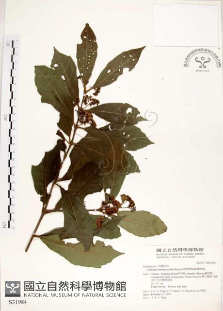 疏齒紫珠、恆春紫珠藏品圖，第1張