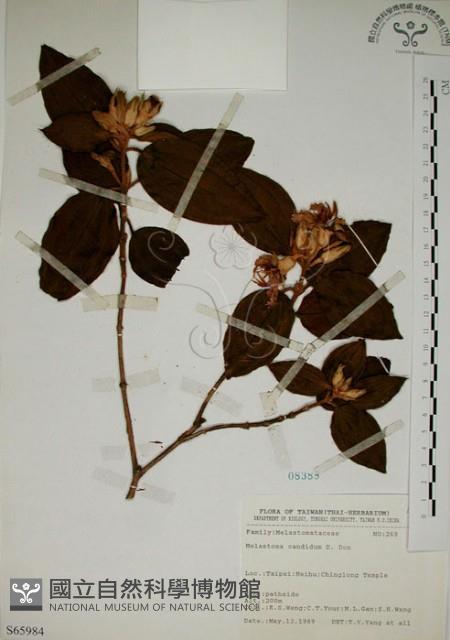 野牡丹藏品圖，第1張