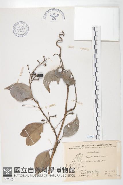 亨利氏伊立基藤藏品圖，第1張