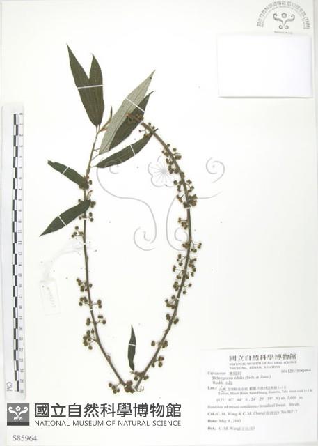 水麻藏品圖，第1張