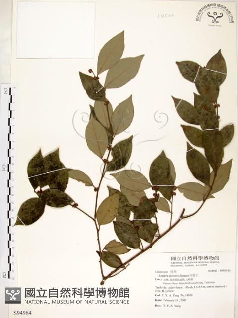 內苳子藏品圖，第1張