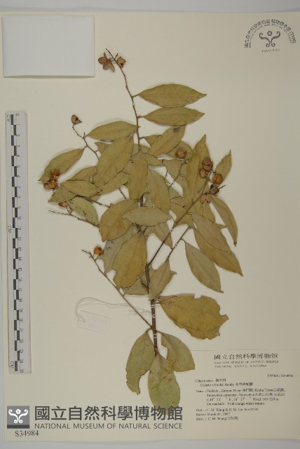 南華南蛇藤，青江藤藏品圖，第1張