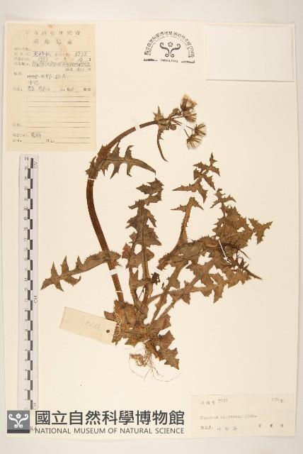 苦滇菜、苦菜藏品圖，第1張