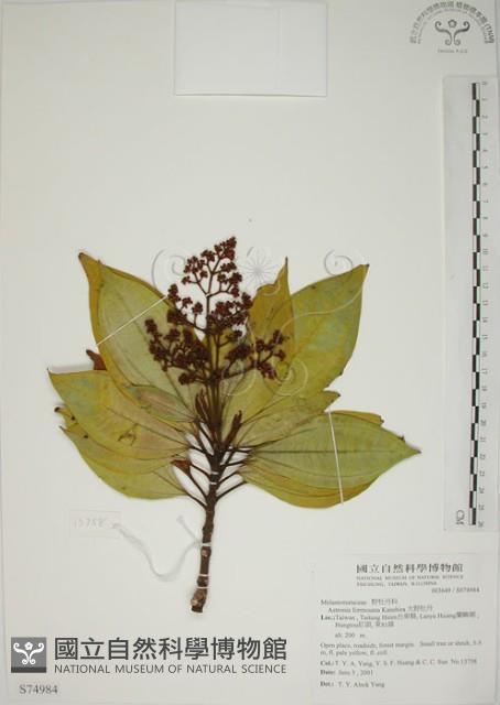 大野牡丹藏品圖，第1張