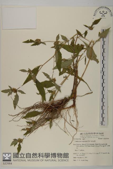 Accession Number:S053984 Collection Image, Figure 1, Total 2 Figures