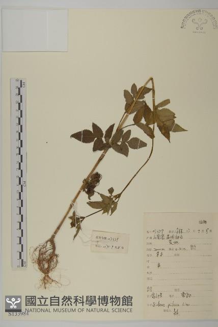 白花鬼針藏品圖，第1張