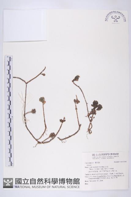 登錄號:S142584藏品圖，第1張