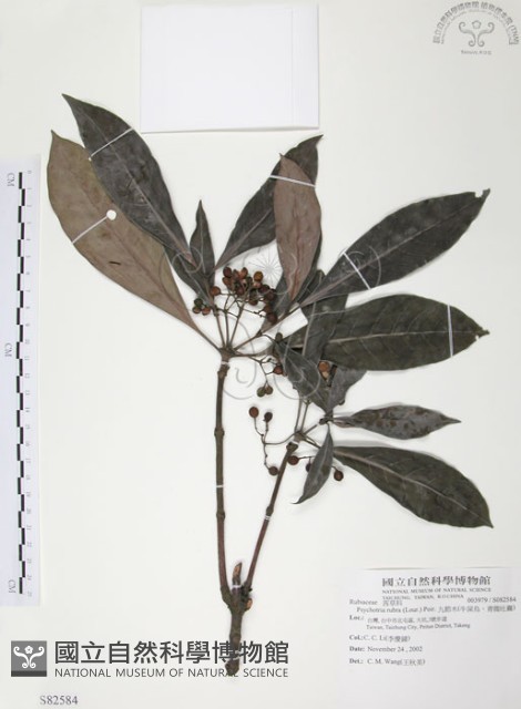 九節木、牛屎烏、青龍吐霧藏品圖，第1張