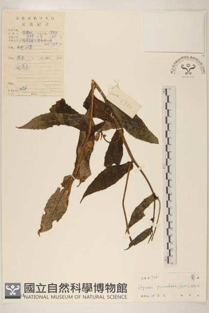 平臥三七草藏品圖，第1張